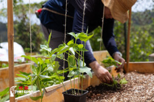 Yat Guan recycled pallet collars used in gardening